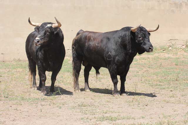 Toros de Zalduendo para Mérida.