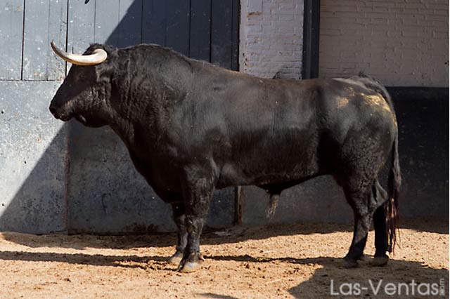 Nº 14 - Refrenadillo I. 582 kg. Negro listón. (FOTO: Juan Pelegrín)