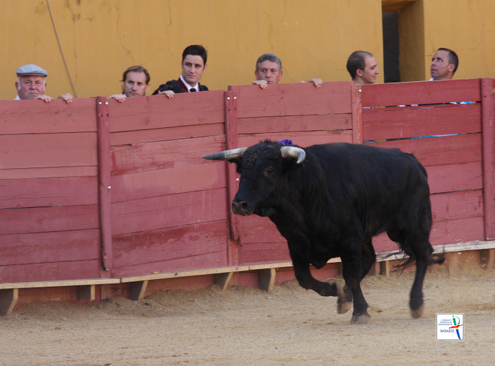 'Ganador', novillo indultado por su bravura