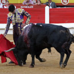 ‘Taco’ embistiendo al ralentí en la muleta de Talavante. (FOTO: Alfonso Plano)