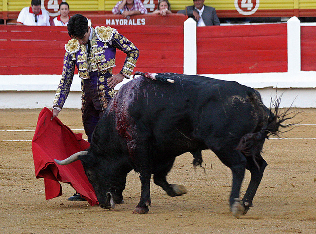 'Taco' embistiendo al ralentí en la muleta de Talavante. (FOTO: Alfonso Plano)