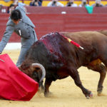 Perera en un derechazo en el festival de Murcia. (FOTO: Guillermo Lorente)