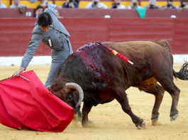 Perera en un derechazo en el festival de Murcia. (FOTO: Guillermo Lorente)