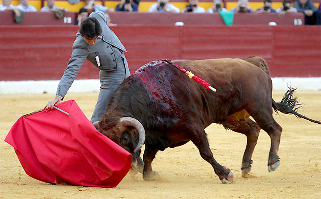 Perera en un derechazo en el festival de Murcia. (FOTO: Guillermo Lorente)