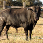 81-folclrorico