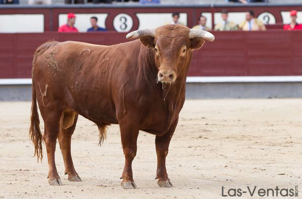 Dormidero. El novillo de la presentación.