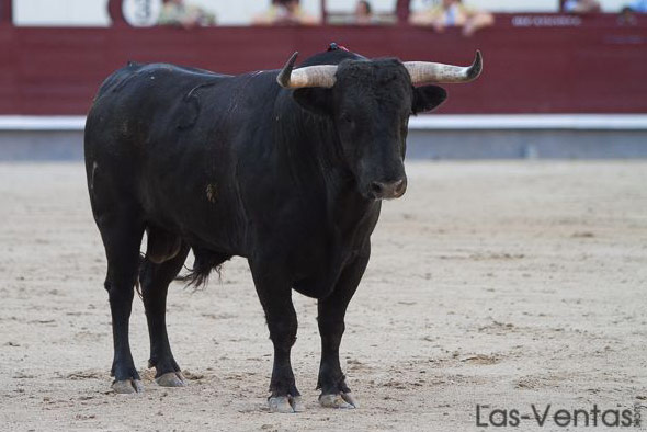 Volador, cuya oreja fue a manos de Garrido.