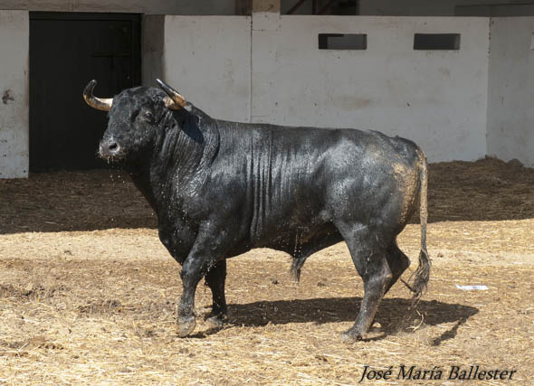 Nº 11 - 583 Kg - Fermín Bohórquez