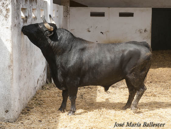 Nº 37 - 571 Kg - Fermín Bohórquez