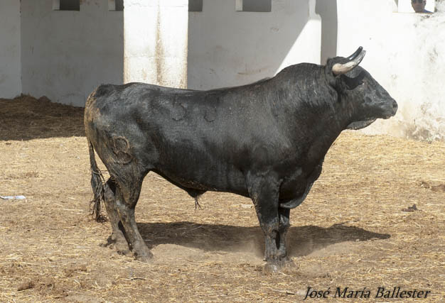 Nº 53 - 538 Kg - Fermín Bohórquez