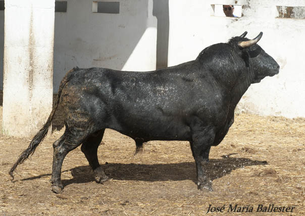 Nº 90 - 585 Kg - Fermín Bohórquez