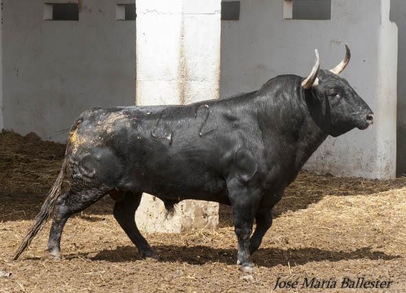 Nº 42 - 478 Kg -Domingo Hernández