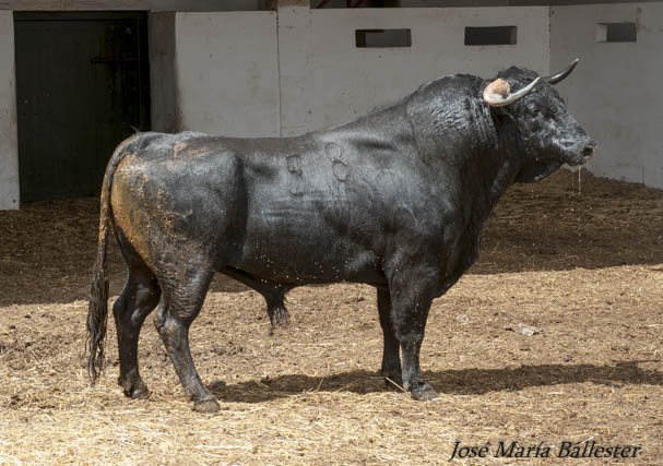 Nº 58 - 589 Kg - Domingo Hernández