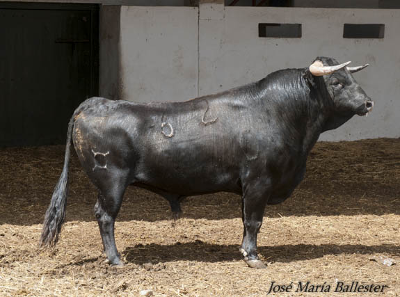 Nº 62 - 552 Kg -Domingo Hernández