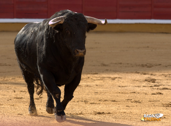 'Pícaro', el toro de la ceremonia.