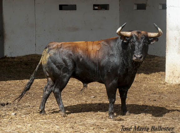 Nº 115 - 515 Kg - Victoriano del Río