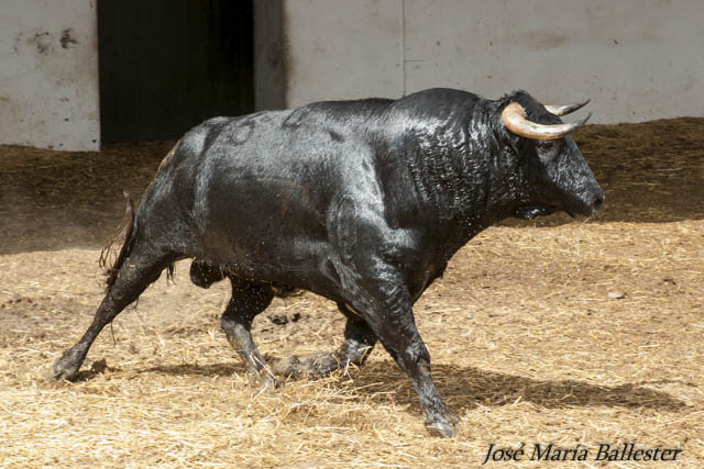 Nº 64 - 528 Kg - Victoriano del Río