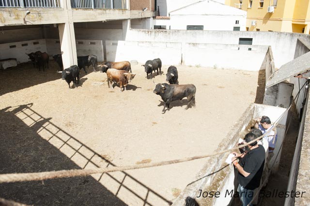 Los veterinarios en un momento de su labor de reconocimiento