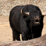 Uno de los novillos a lidiarse en Cabeza la Vaca. (FOTO: Gallardo)