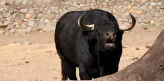 Uno de los novillos a lidiarse en Cabeza la Vaca. (FOTO: Gallardo)