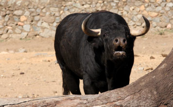 Uno de los novillos a lidiarse en Cabeza la Vaca. (FOTO: Gallardo)