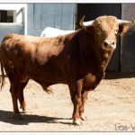 Nº 16 – Ranchero