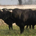 Imagen de archivo de dos toros de Conde de la Corte. (FOTO: Gallardo)