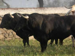 Imagen de archivo de dos toros de Conde de la Corte. (FOTO: Gallardo)