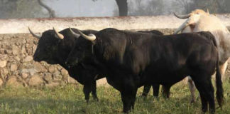 Imagen de archivo de dos toros de Conde de la Corte. (FOTO: Gallardo)