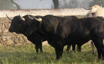 Imagen de archivo de dos toros de Conde de la Corte. (FOTO: Gallardo)