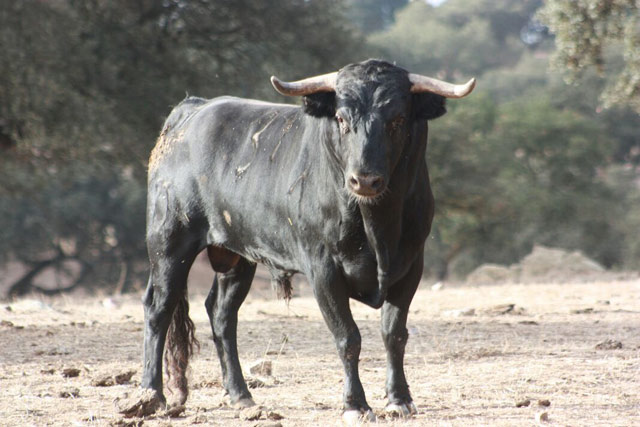 Nº 39 - Gañán