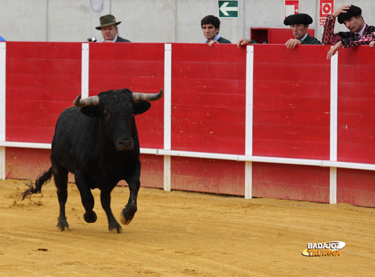 'Bocatero', nº 160, primero en saltar al ruedo de Llerena