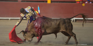 Antonio Ferrera muleteando a uno de los toros de la feria de Lima. (FOTO: Lula Cebrecos/mundotoro.com)