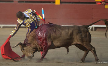 Antonio Ferrera muleteando a uno de los toros de la feria de Lima. (FOTO: Lula Cebrecos/mundotoro.com)