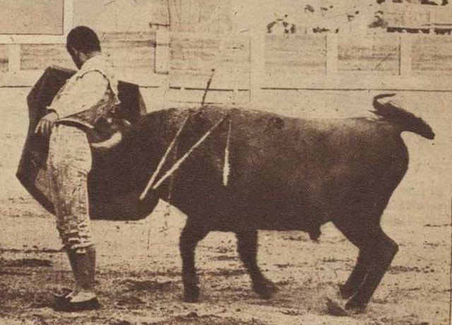 José Ramón Tirado muleteando a uno de sus toros.