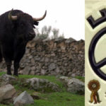Toro y hierro del Conde de la Corte. (FOTO: Gallardo)