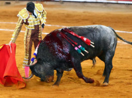 Alejandro Talavante en un instante de su faena al sobrero de regalo. (FOTO: suertematador.com)