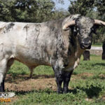 Antonio Carnerero, un toro de Guateles y Carlos Muñoz (FOTO: André Viard/Gallardo)