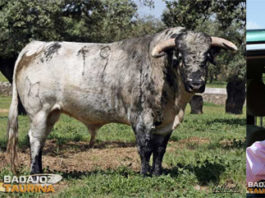 Antonio Carnerero, un toro de Guateles y Carlos Muñoz (FOTO: André Viard/Gallardo)