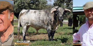 Antonio Carnerero, un toro de Guateles y Carlos Muñoz (FOTO: André Viard/Gallardo)