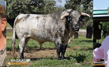 Antonio Carnerero, un toro de Guateles y Carlos Muñoz (FOTO: André Viard/Gallardo)