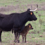 vaca-cc