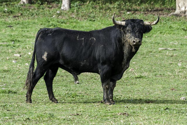 Mosquero, toro de Luis Albarrán para la encerrona de Salvador Cortés en Écija. (FOTO: José Mª Ballester)