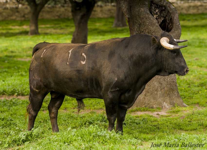 Morante de la Puebla