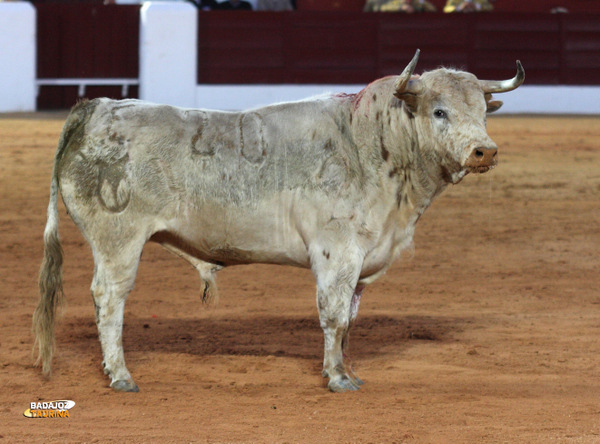 Bonito a rabiar