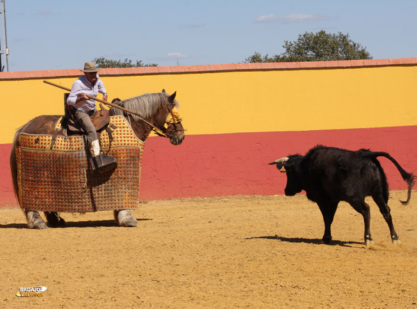 Una vaca yendo al caballo que monta el mayoral de El Cahoso