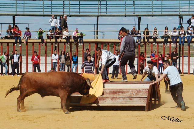 Destreza de los mozos en el ruedo