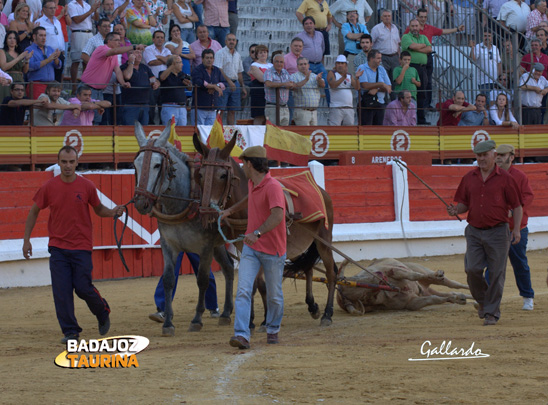 Vuelta a un toro de Cayetano Muñoz lidiado en Mérida en 2012 (FOTO: Gallardo)