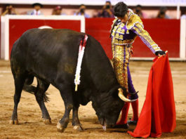Natural de Alejandro Talavante en Aguascalientes (FOTO: Emilio Méndez)