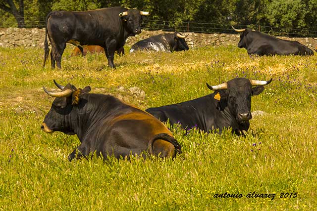 El hato de toros sestea en la frescura de la hierba